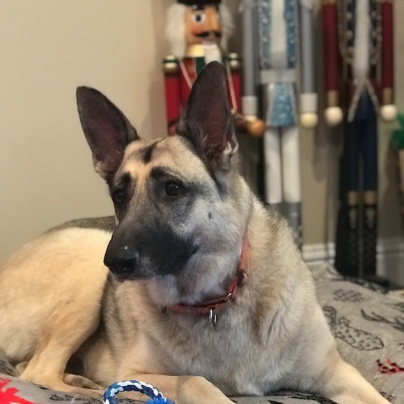 Meet your Posher, Harper - Picture 1 of 1